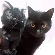 ソルの画像