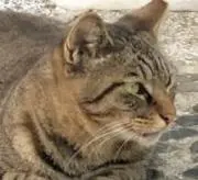 はる
