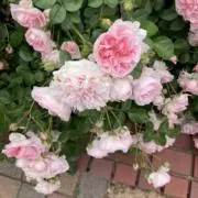 とも♡即購入歓迎の画像
