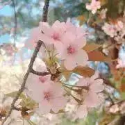 ☆mm☆の画像