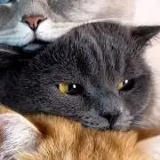 Moq