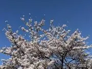 tosmakiの画像