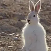 ぴー