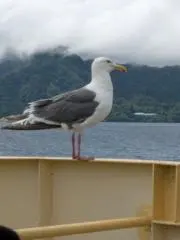 かえでの画像