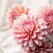 Mofの画像
