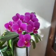 松葉の画像