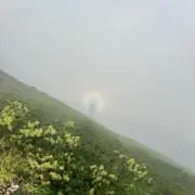 lemの画像