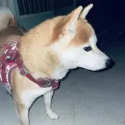 saoriの画像