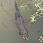 あかる　【プロフご確認ください】の画像