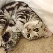 pipiの画像