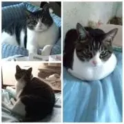 愛猫ミクの画像