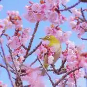 ミリーの画像
