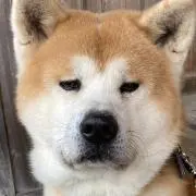 のぅ