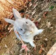 じゅうやま