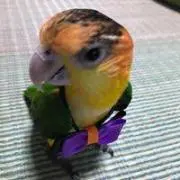鳥豚太郎