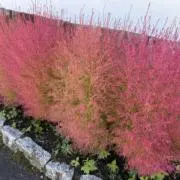 chobimoの画像