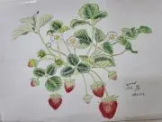 ひよこクラブの画像