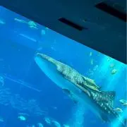 ほたての画像