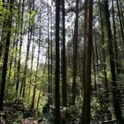 あの画像