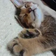 nononoの画像
