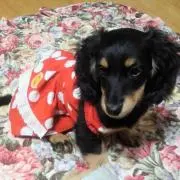 ☆Rady☆の画像