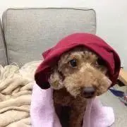 ♡リトル♡プロフィール読んで下さい。の画像