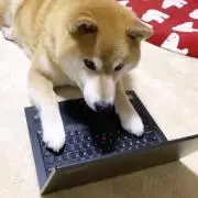 ゆりぴの画像