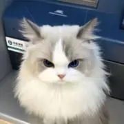 紗々の画像