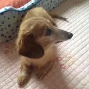 pipipi