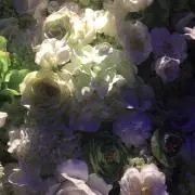 みえまゆ