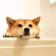 カガミの画像