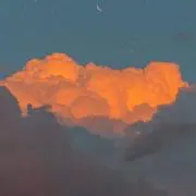 さくらの画像