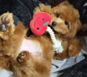 みみりんの画像