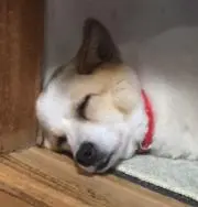 みーの画像