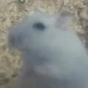 はむーの画像