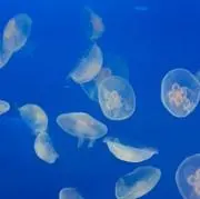 ぺーきちの画像
