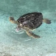 やなだ丸の画像