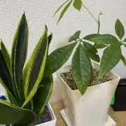 ♡もちょこ♡希望価格ご相談下さい✨