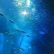 sugarの画像