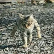 ざびーの画像