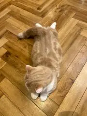 chichiの画像