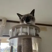 nyan