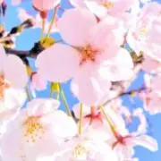 さくら35の画像