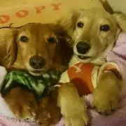 リスマルクの画像