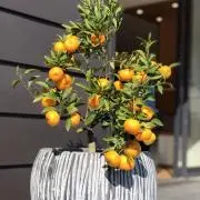 みかんの画像