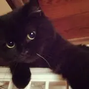 じろみの画像