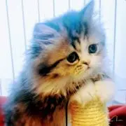 のぞみ