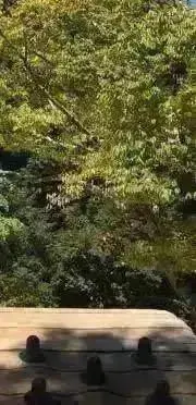 キラ✩.*全ての出品最安値の画像