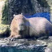 キア【無言取引OK】の画像