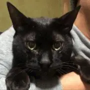 ちょび君の画像